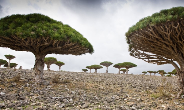 Continued Threats to Biological Diversity in Yemen